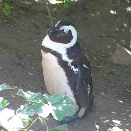   Penguin 