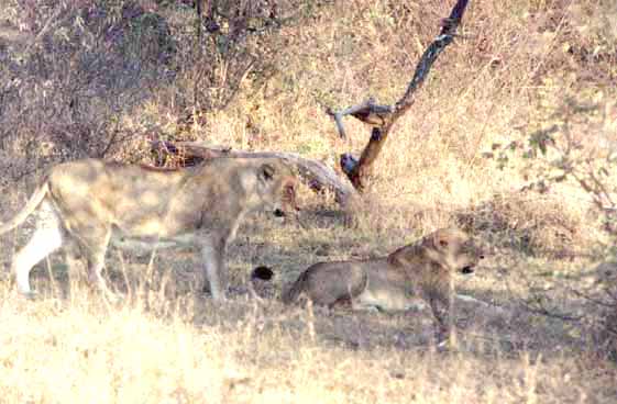 Lions in the Kruger Park