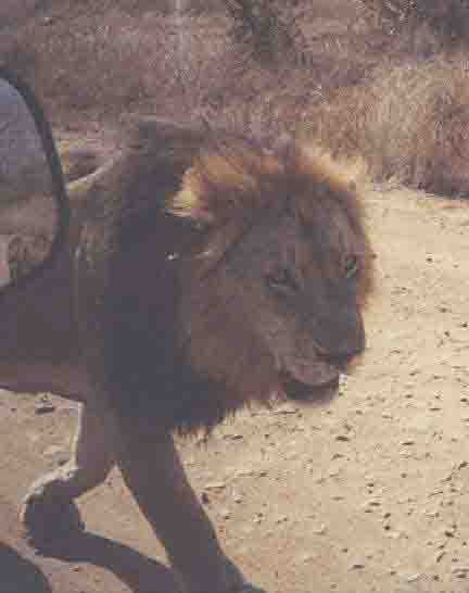 Lion