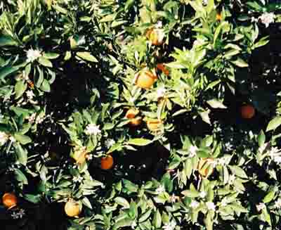  Orange trees 