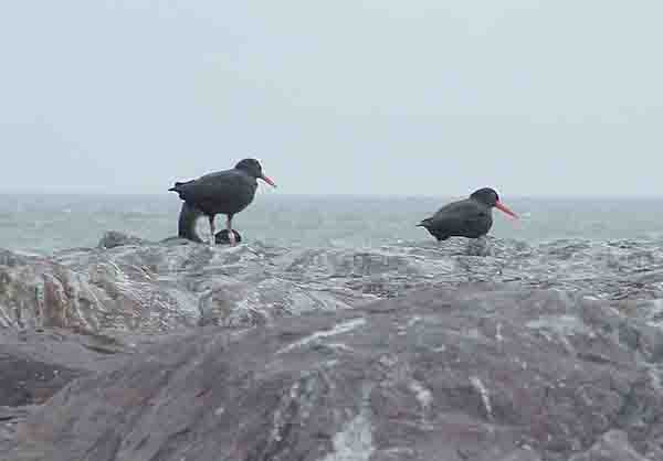  Oyster catchers