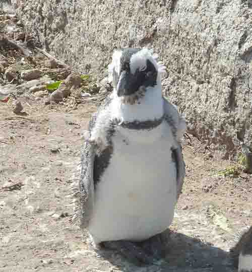  moulting adult penguin